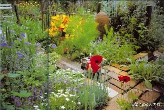 香草类蔬菜功能成分及综合利用研究进展