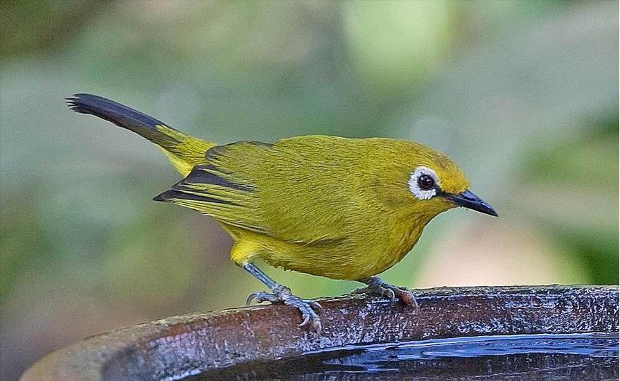 广东常见鸟类图谱和名称图文,东江揽胜鸟类