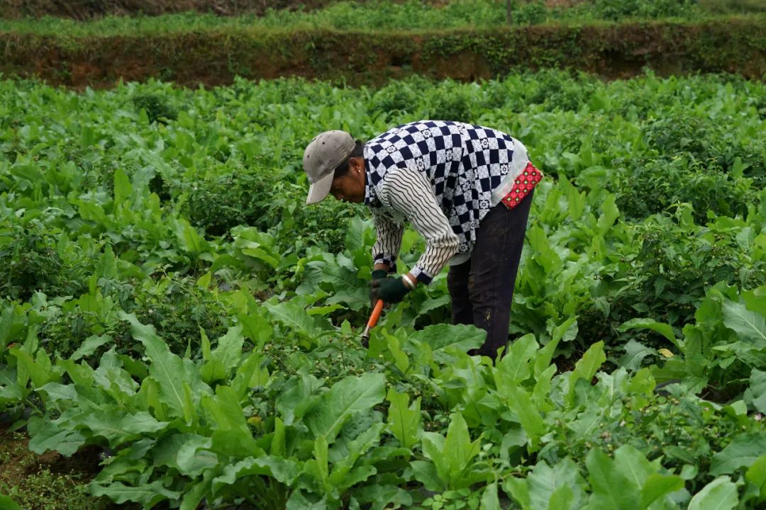 大理特色农业小镇,大理乡村发展现状和发展趋势