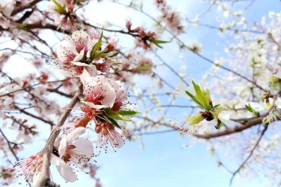 京郊最美的十大花海,京郊这些浪漫花海惊艳初秋的北京