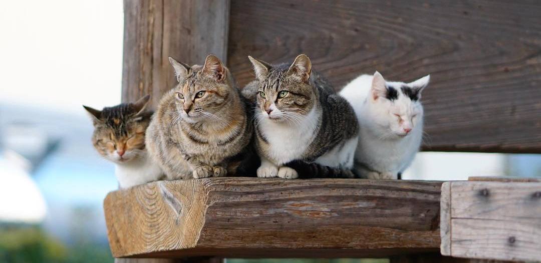 宠物科普知识大全素材,宠物吸入性肺炎治疗