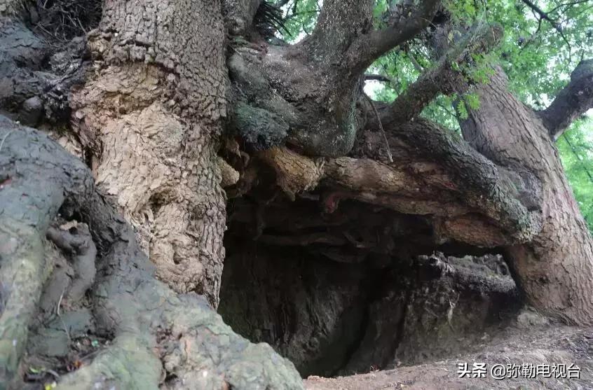 一棵被保护的百年古树,一棵百年的古树被雷击