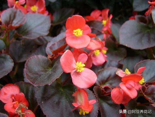 多色海棠夏季怎么护理,玻璃海棠怎么度夏