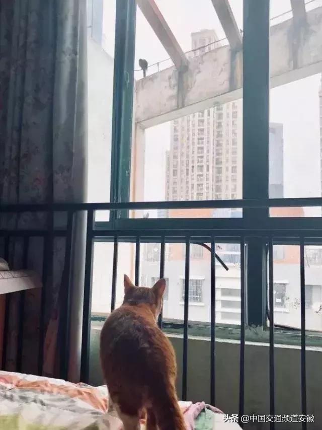 合肥发现的怪事,有一种黑鸟袭击人