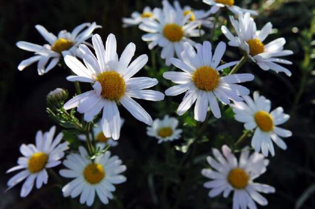 玛格丽特菊花换盆后变软怎么回事,玛格丽特菊花怎么养才不会枯萎