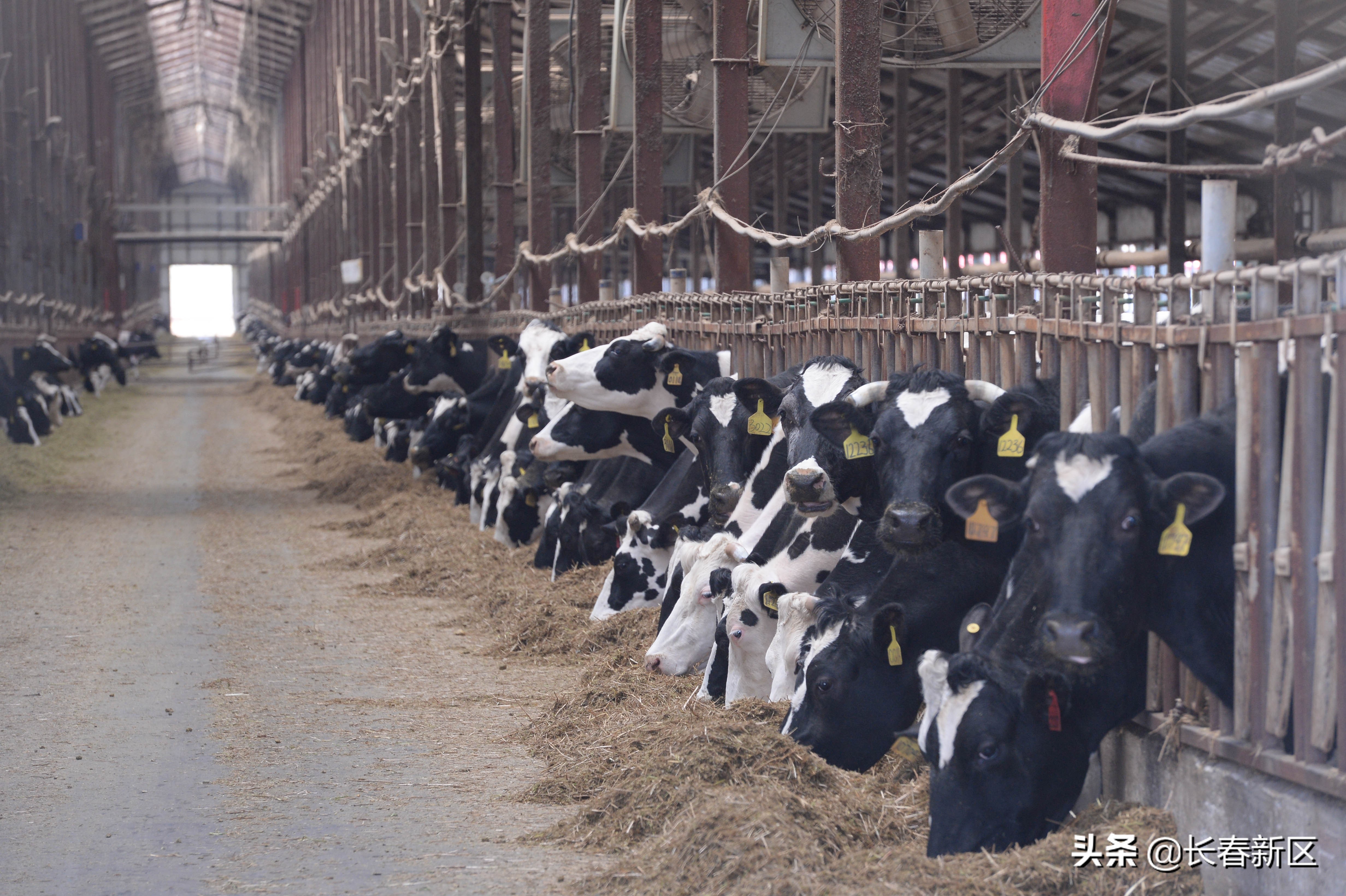 广泽乳业长春,广泽奶酪有限公司