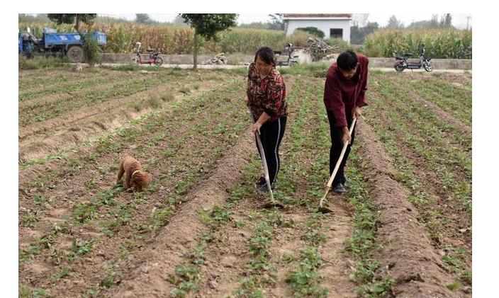 农村老人言，玉米打了头，力气大似牛是什么意思？
