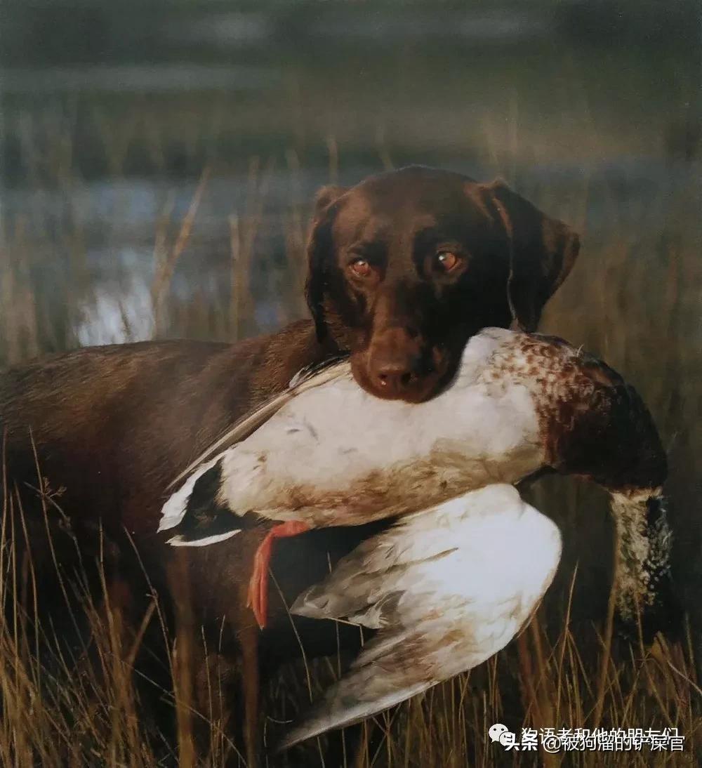 拉布拉多寻回犬资料介绍,拉布拉多寻回犬训练技巧和方法