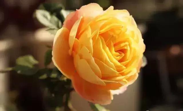 100种玫瑰的名字和图片,100种玫瑰品种科普你都认识吗