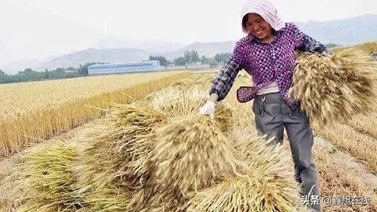 小麦九成熟，十成收，十成熟，一成丢，是什么意思？