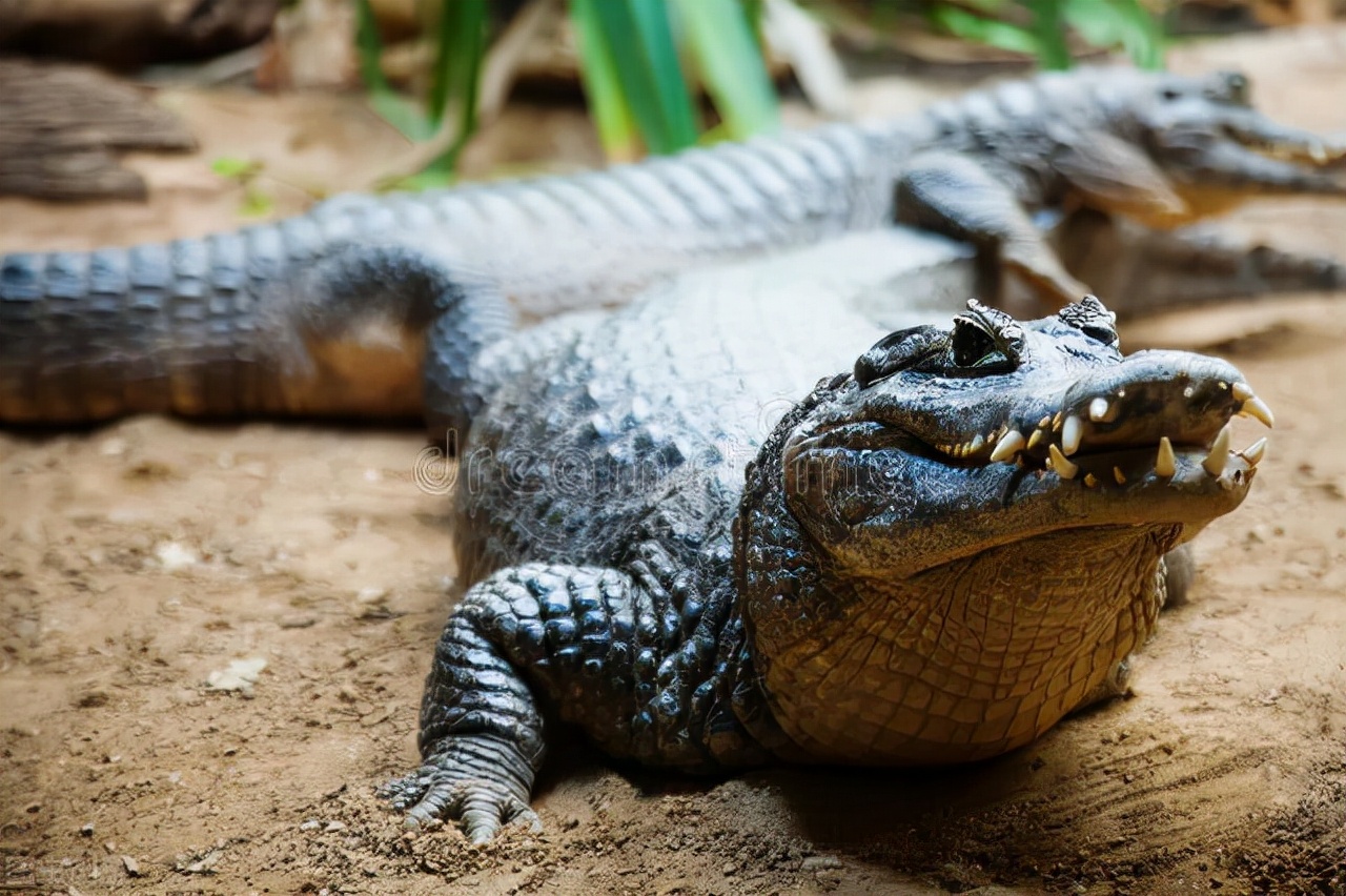 脱毛为啥?114万年前人类褪毛,只剩阴毛、头发等,究竟有啥用?