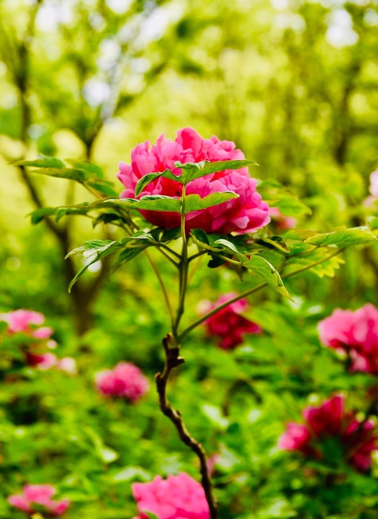 洛阳晚报作品,洛阳晚报2020年