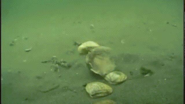 蚶蛤蛏蚬区别,蛤蜊蚶子蛏子区别