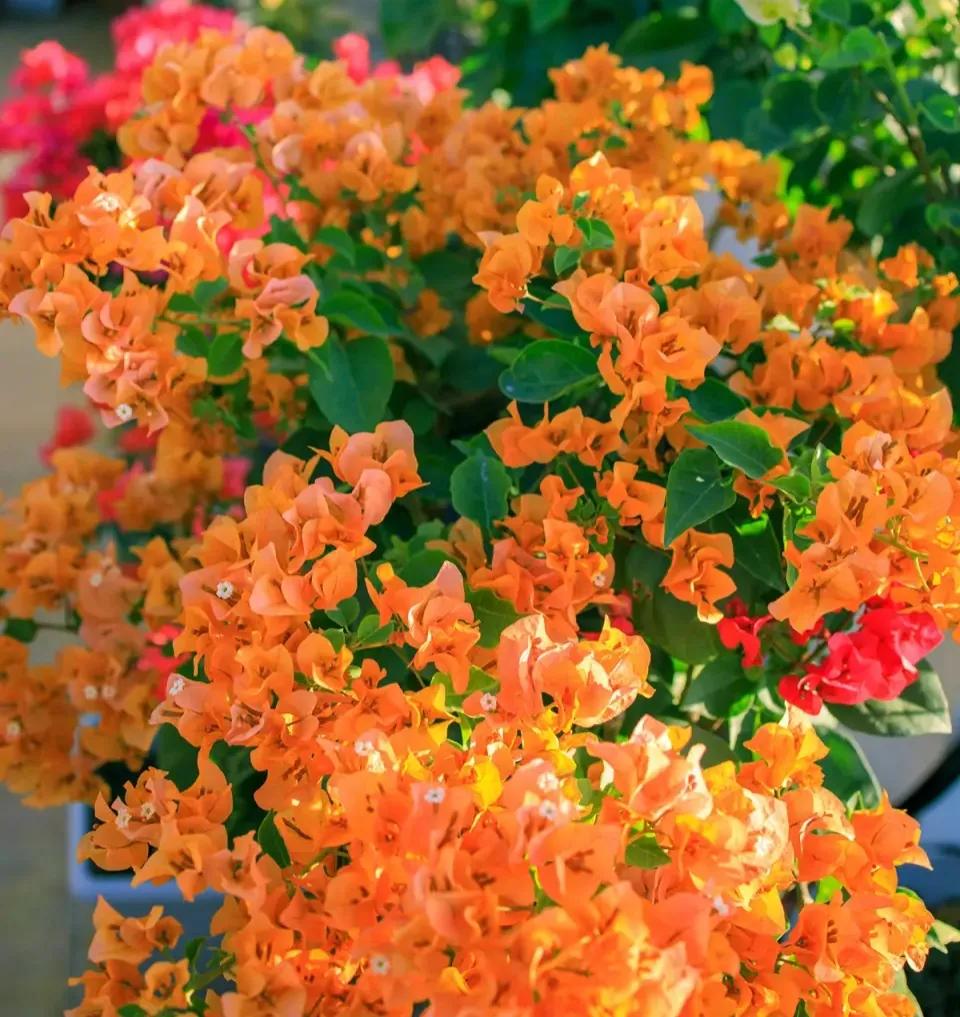 盆栽花施白色钾肥方法,什么肥能促进花茁壮成长