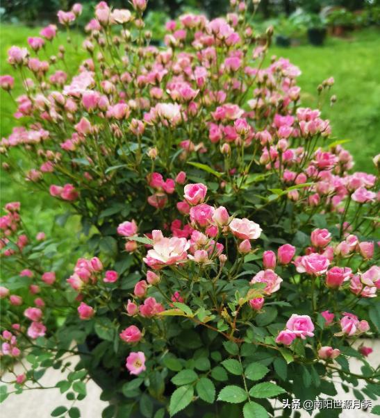 超级微型月季株型紧凑,最漂亮10种微型月季图片