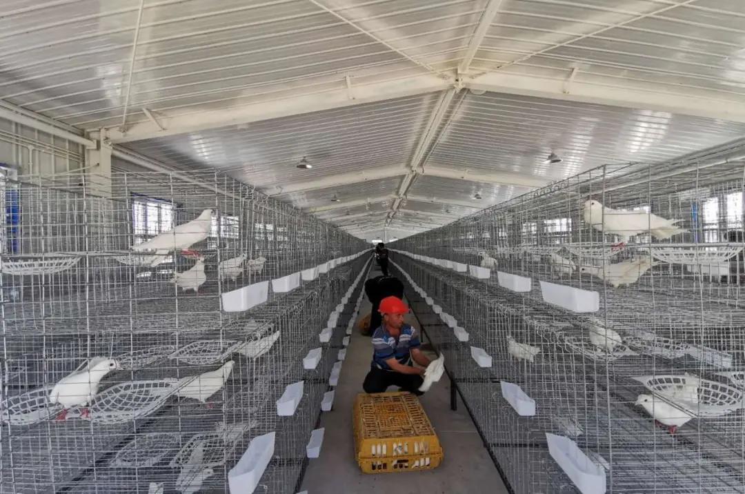 小鸽子放飞为什么没回来呢,小鸽子放飞了会回来吗