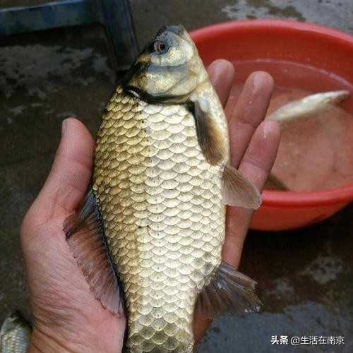 南京江北钓鱼野钓地点推荐,南京钓鱼地点推荐野钓