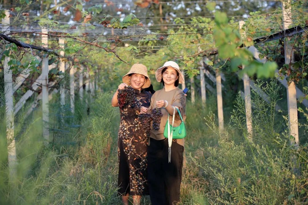 民权葡萄酒现状,天明民权葡萄酒的未来