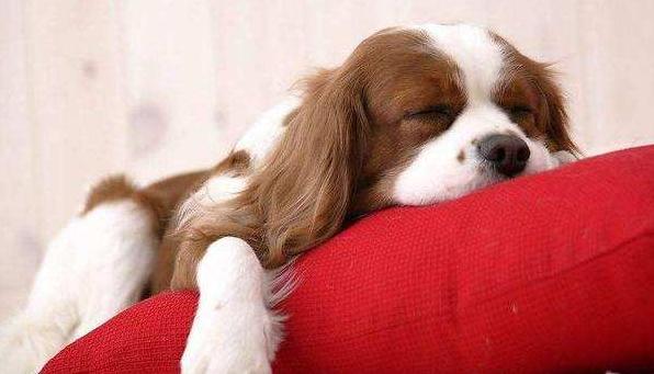 狗狗太怕铲屎官该怎么办,狗狗坚决不想走路跟铲屎官杠到底