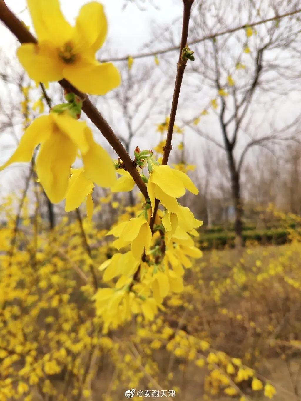 东丽区有发展吗,天津东丽区为什么没发展