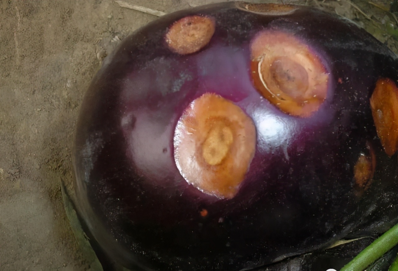 茄子病害绵疫病,茄子绵疫病