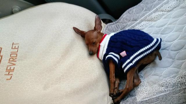 伸舌头的小鹿犬,爱洗澡的小鹿犬