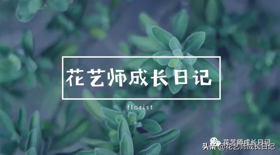 每日一花｜伯利恒之星，可用于治疗癌症，洁白可爱
