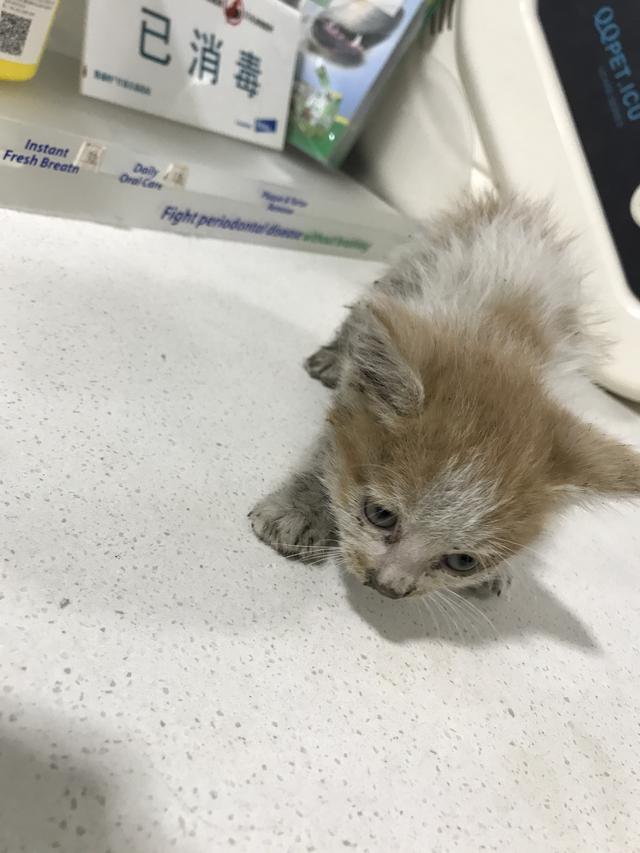 吸猫的科学依据来了,教你如何获得一只猫