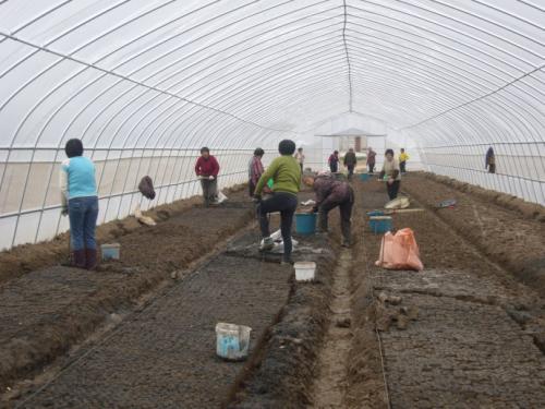 芦笋的种植方法如何提高产量,芦笋优质高产高效栽培与管理技术