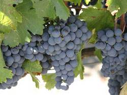 opusone法国销售,opusone