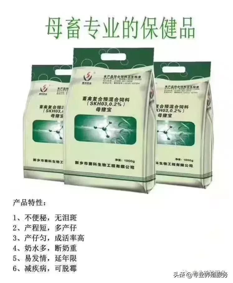 巴马香猪母猪产子需要注意什么,母猪生产第一胎太慢了应注意什么