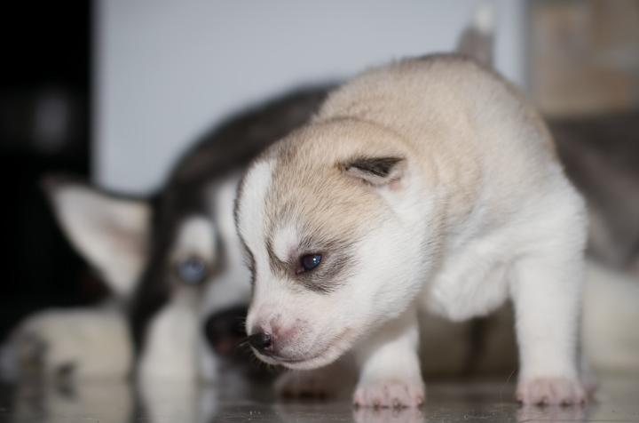 狗狗拉的粑粑像泥土,狗狗拉的粑粑像果冻