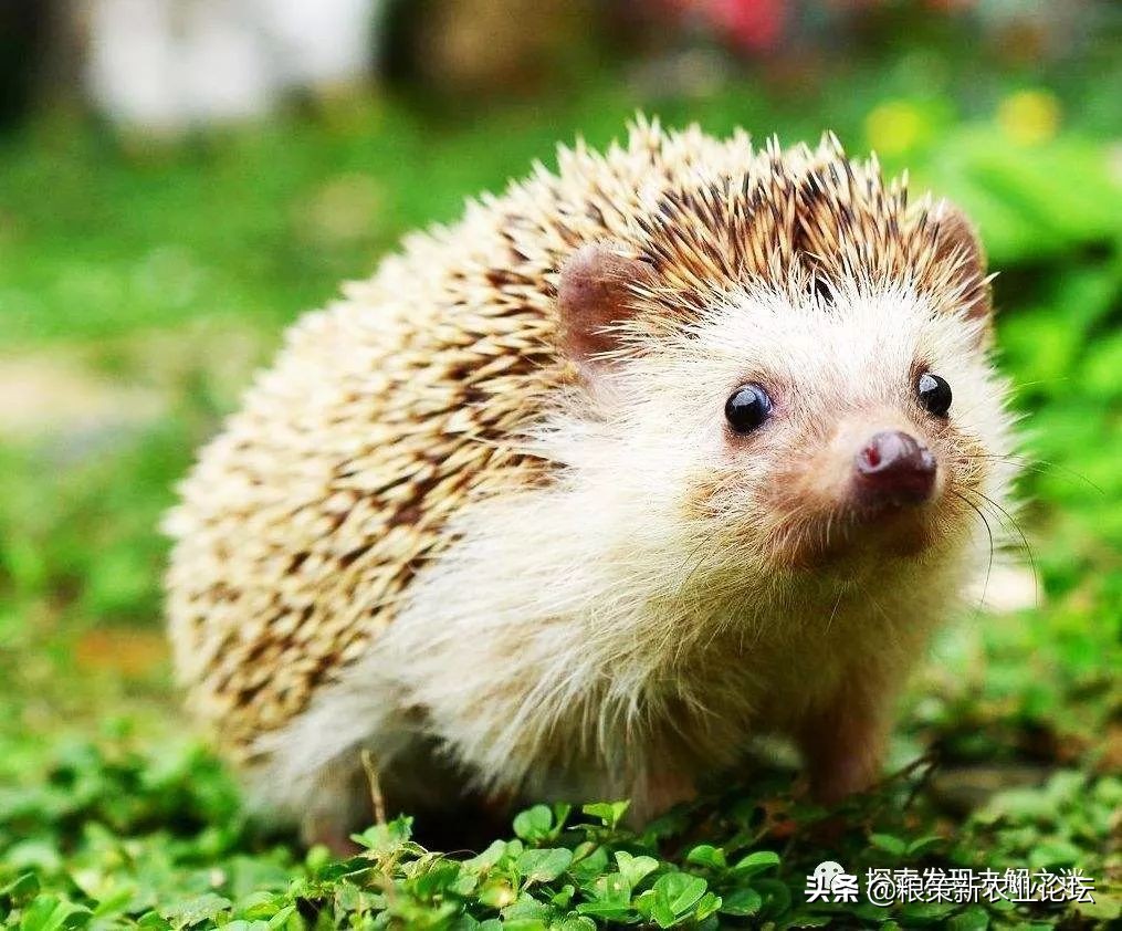 亚洲哪种蝙蝠最好吃,中国蝙蝠吃什么最好