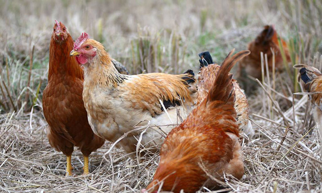 鸡有蛔虫怎么办,鸡肠道虫防治