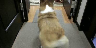 世界上最贵的狗狗排名,世界上最受欢迎的狗狗是什么狗