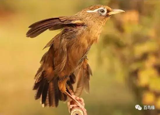 画眉鸟被压口有什么表现,画眉鸟被压口最快恢复