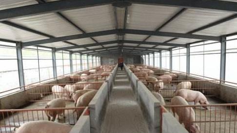 自己养猪好还是合同猪好,新手养合同猪合适吗