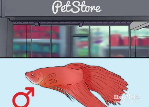 斗鱼直播性别设置,怎么区别斗鱼的性别