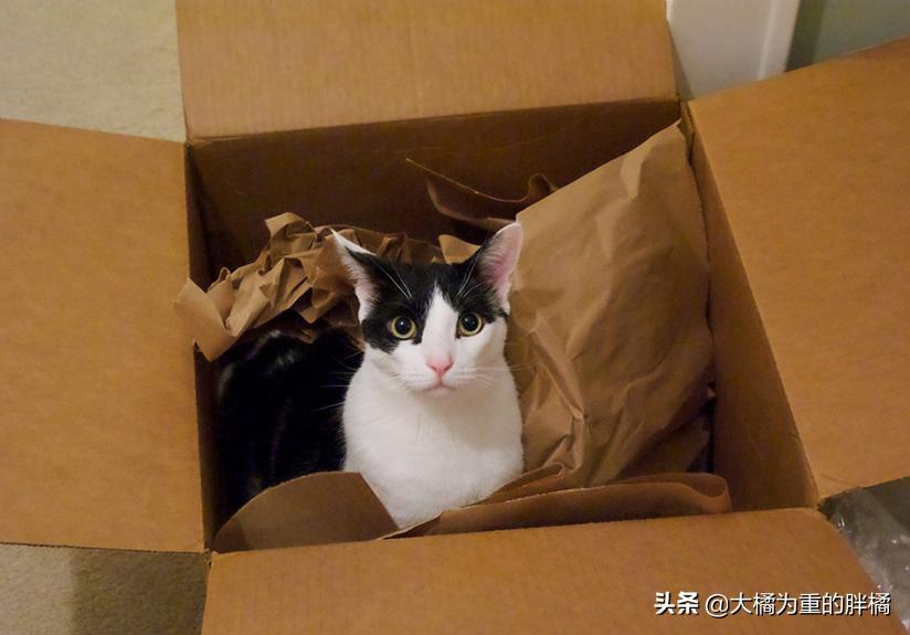 猫咪为什么喜欢咬纸箱吃,猫咪为什么爱咬塑料袋咬完就吐