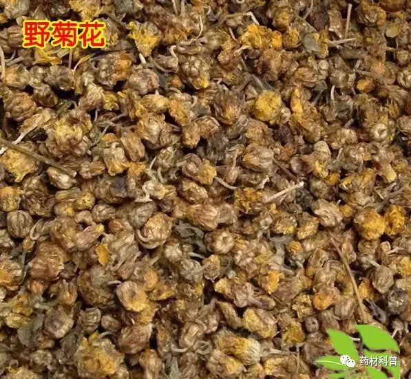 野菊花的四种用途,野菊花的好处和坏处