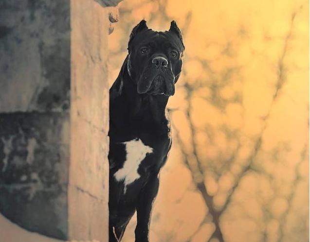 卡斯罗为什么几乎没人养,为什么不能养卡斯罗