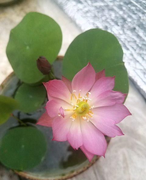 如何栽种碗莲最佳答案,怎么栽种碗莲视频教程