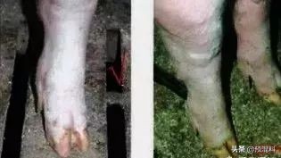 养猪实用技术——高产母猪的身体特征(图解)