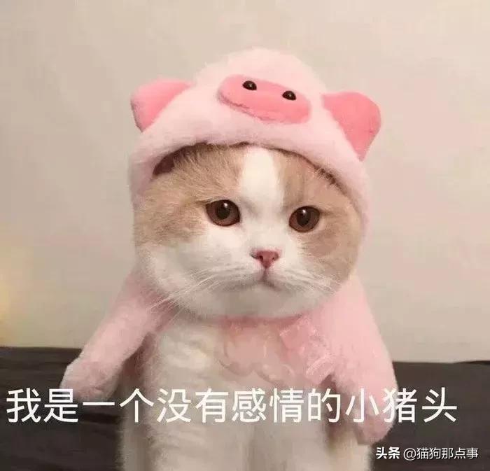 养了5年的猫居然让我丢掉,养了五年的猫很想把它扔了