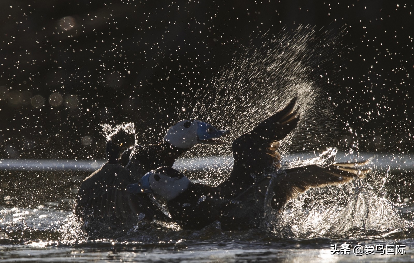 鸟类图片大全大图观赏,鸟类照片合集