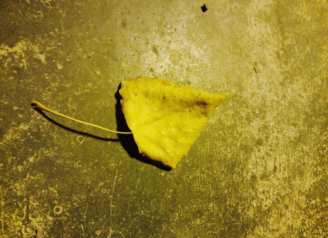 生死之外，再无大事：一位肺癌病人家属的心路历程，看了让人心疼