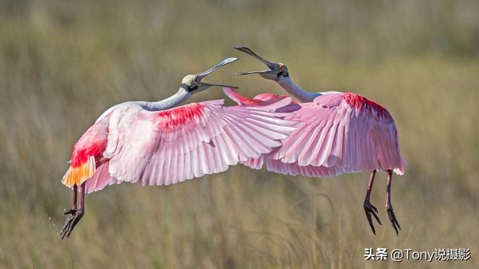 鸟类的拍摄技巧,鸟类摄影要掌握这些技巧知识