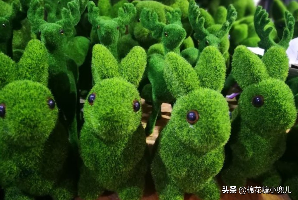 北京盆栽花卉批发市场,北京众兴花卉批发市场