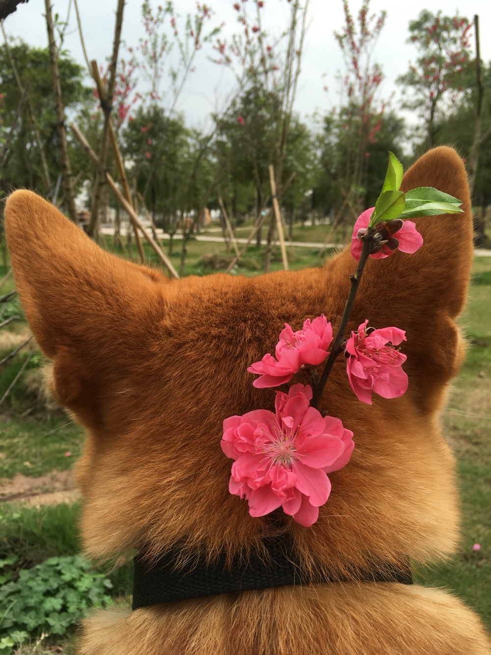 养狗知识大全德牧,家中养狗的风水知识