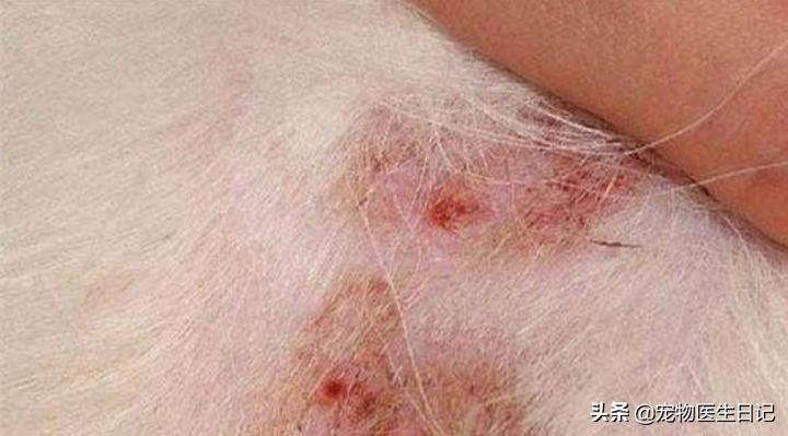 犬疥螨的诊断与治疗参考文献,犬疥螨症状治疗药物成分